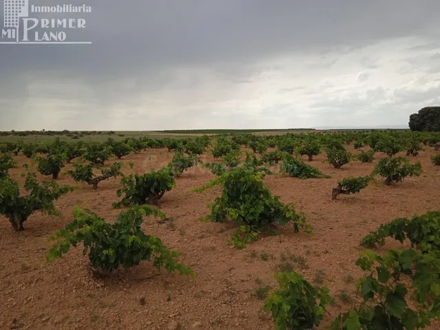 Se venden 1,5 hectareas de viña de secano junto a la carrete - foto 3