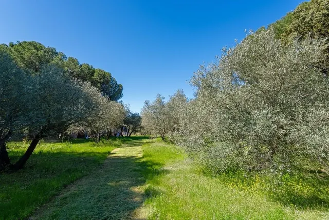 En venta maravillosa finca Rustica de Olivos — 48