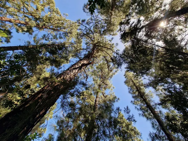 Terreno con Bosque de Pinos en Icod de los Vinos: Una Oportu