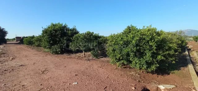 Terreno rural en venta - Nules - foto 4