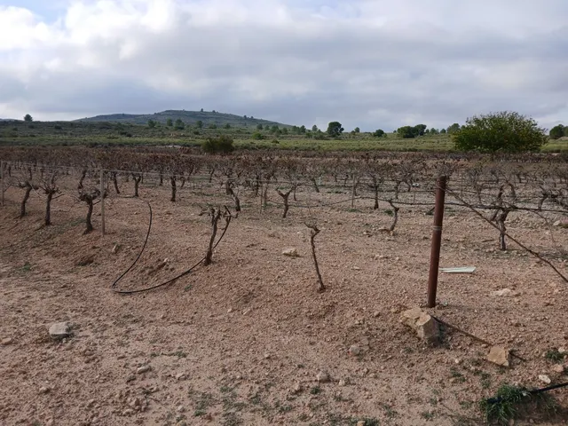 Parcela en venta - Yecla — 25