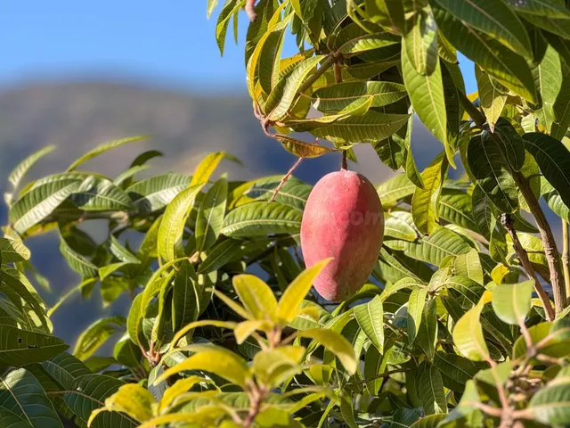Finca rústica de AGUACATES con CONTRUCCIÓN de 37 m2 en Los G - foto 4