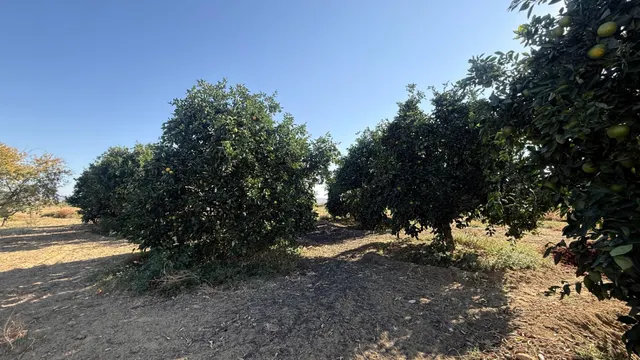 FINCA DE VIÑEDOS Y ÁRBOLES FRUTALES EN LA PALMA DEL CONDADO HUELVA — 23