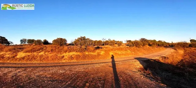 En venta finca rústica de regadío con olivos. - foto 3