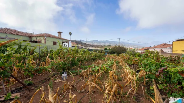 Terreno urbano en Tacoronte. — 17