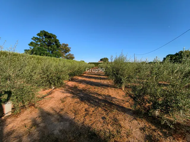 Finca de 7.500 m2 con 200 olivos y almacén de 123 m2 en partida rufea – ¡a solo 5 minutos de Lleida! — 10