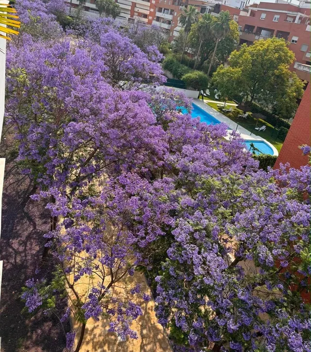 Ático - Ciudad Universitaria, Bormujos — 43