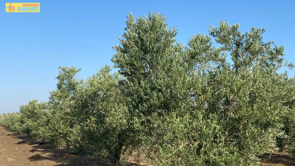 Finca de olivar de regadío