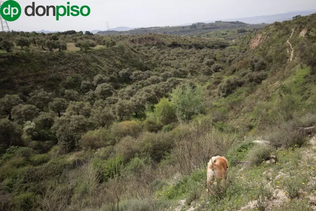 FINCA EN CORTIJO SAN JERÓNIMO (BARTODANO) — 26