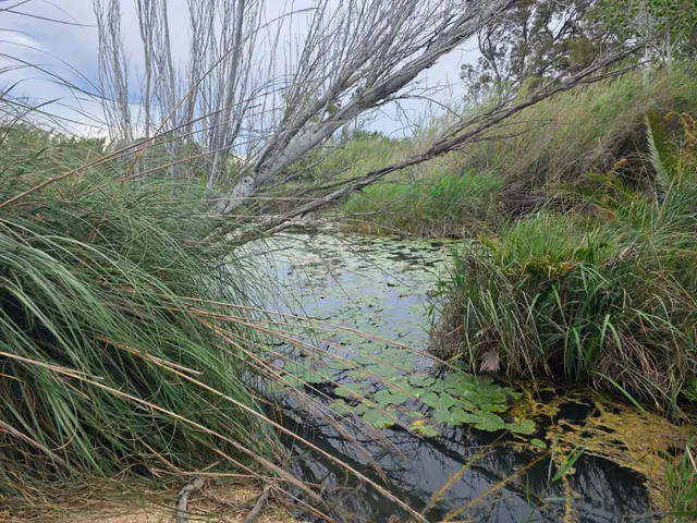 ✨ Finca Única en el Delta de l’Ebre: ¡Con "Ullal" Natural Pr
