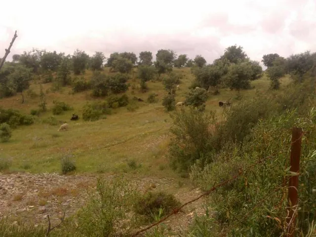 ESPECTACULAR FINCA RÚSTICA 200 HECTÁREAS PARA AGRICOLA, GANADERO, FORESTAL, CAZA EN VALVERDE HUELVA — 16