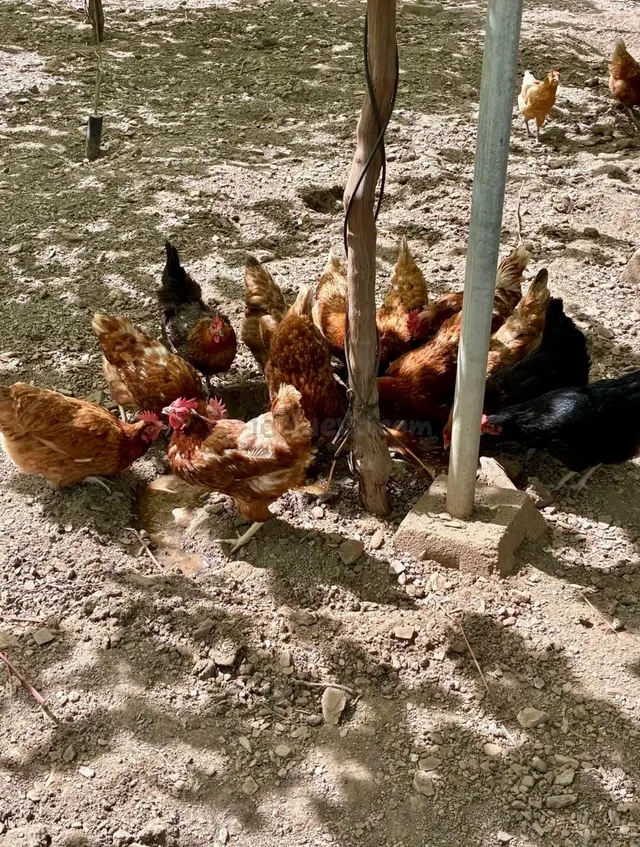 Finca agrícola y ganadera de 25.000 m2 con pozo propio, placas solares y plantación en producción en Gérgal — 13