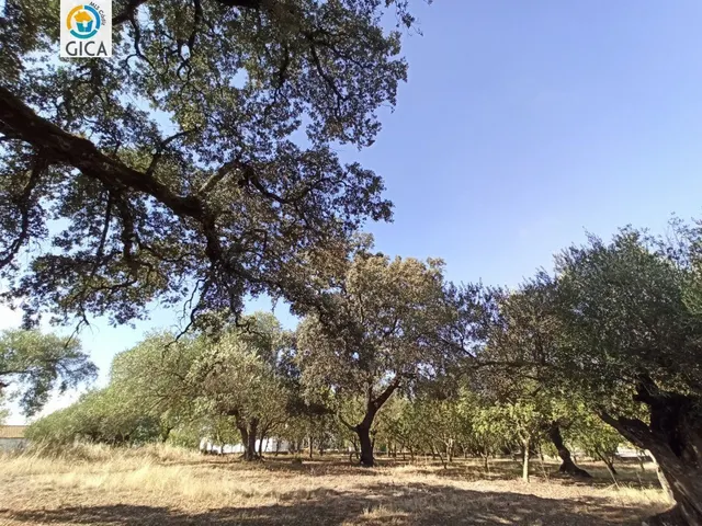 CASA CON PARCELA  EN LA SIERRA DE CADIZ -EL BOSQUE — 43