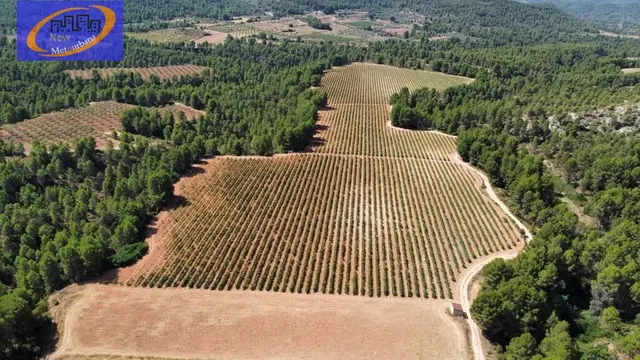 EN VENTA FINCA DE VIÑEDOS EN COFRENTES DE 209 HECTAREAS — 18