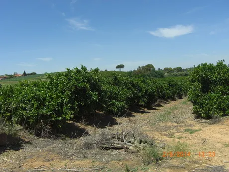 FINCA DE NARANJOS