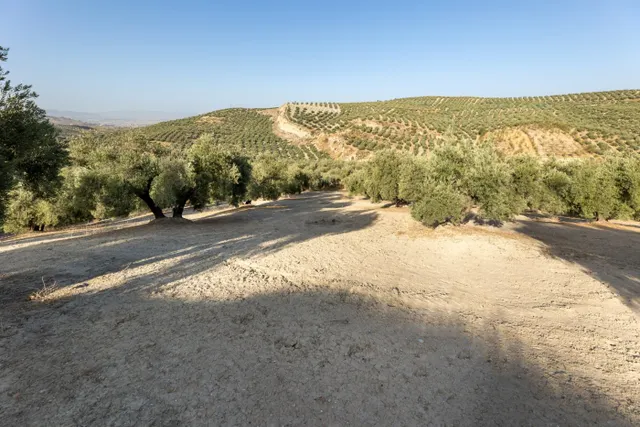 Terreno rural en venta - Alfacar — 15