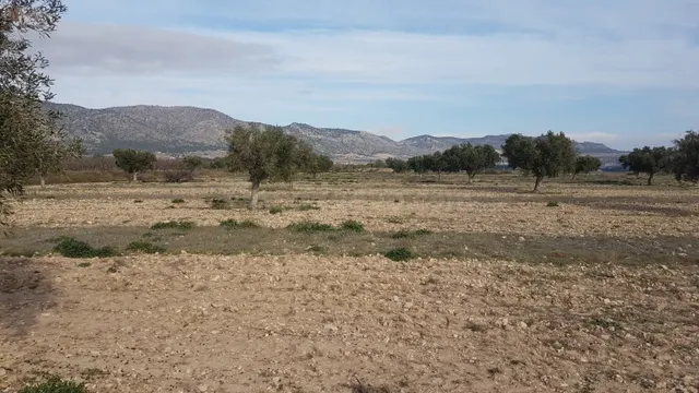 SE VENDE CUATRO PARCELAS EN SALINAS, DOS DE 50.000m Y DOS DE - foto 3