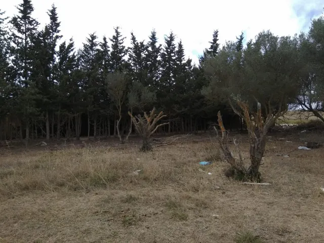 MAGNIFICA PARCELA EN PUERTO REAL EN CASINES — 7