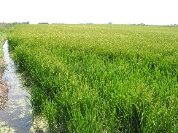 Arrozal en venta en Deltebre - foto 2