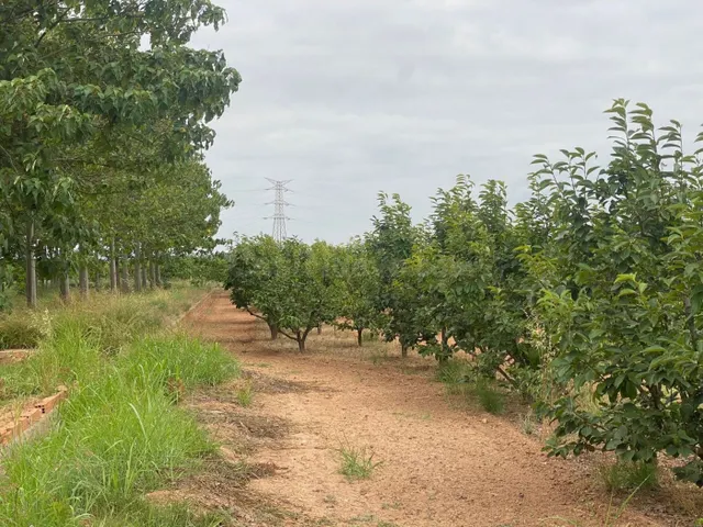 TERRENO RURAL DE KAKI EN PRODUCCIÓN - foto 5