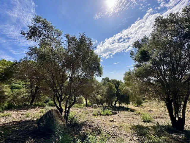 Parcela en venta - Sotogrande - Alto - foto 4