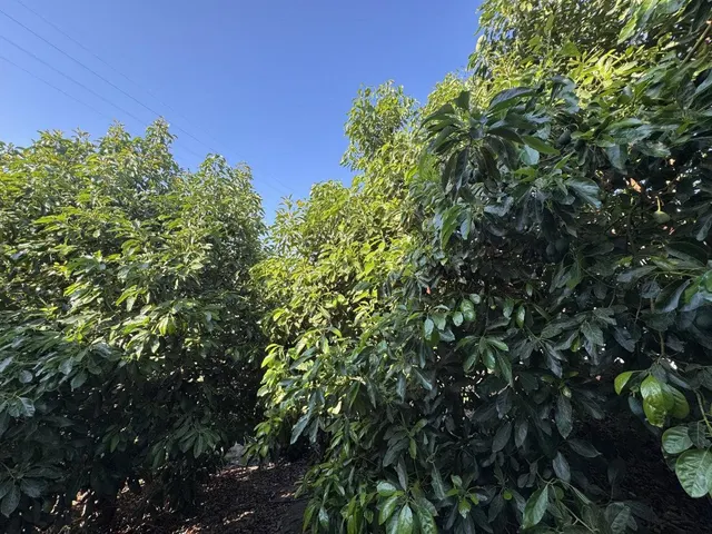 Encantadora casa de campo en Estepona, a solo 15 minutos del centro — 32