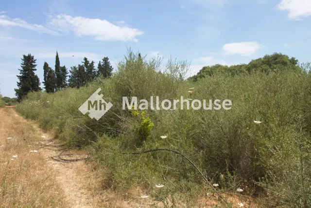 Finca rústica 1m² en venta - Centro - foto 3