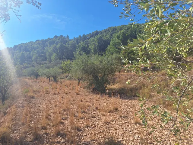 Finca rústica con olivos, almendros y vistas al castillo, a 3 km de Castalla — 10.000 € — 6