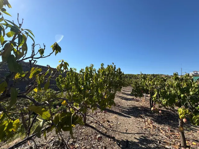 Finca rústica con cultivos y pozos propios en Vélez-Málaga — 8
