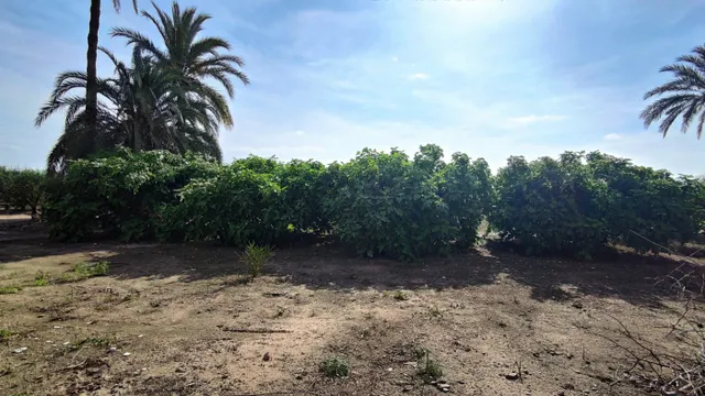 SE VENDE CASA DE CAMPO CON 42.000 M2 DE PARCELA. — 8