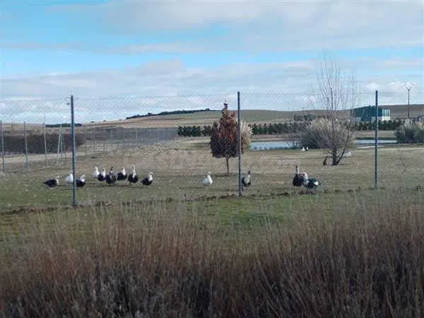 LOTE DE FINCAS RUSTICAS EN CODORNIZ, SEGOVIA - foto 5