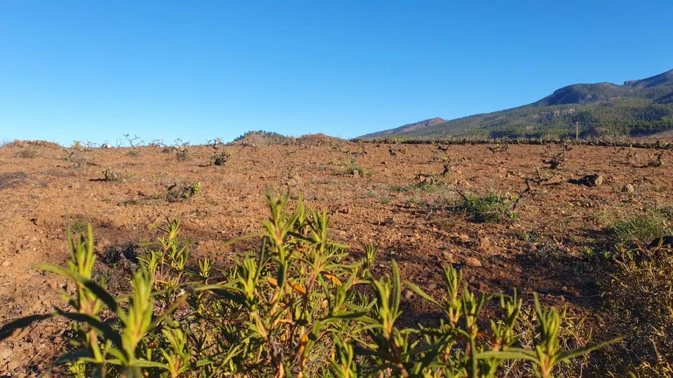 SE VENDE VIÑEDO EN VILAFLOR