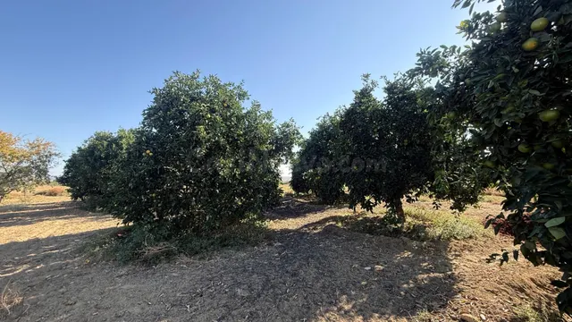 FINCA DE VIÑEDOS Y ÁRBOLES FRUTALES EN LA PALMA DEL CONDADO HUELVA — 5