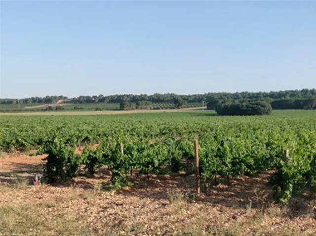 2 terrenos rústicos de uso agrario con un total de 324.946 m2 (32,49 Hectáreas) actualmente viñedos — 5