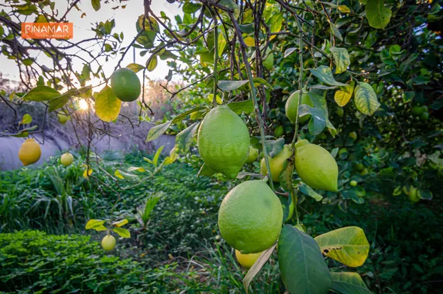 Venta de Parcela en producción de 150 limoneros Ecológicos.