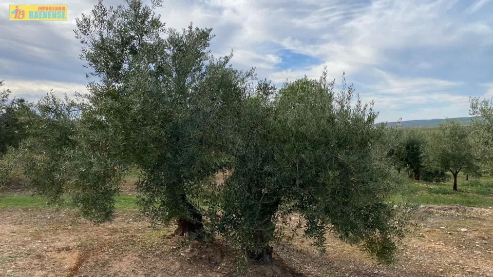 Olivar en buena ubicación