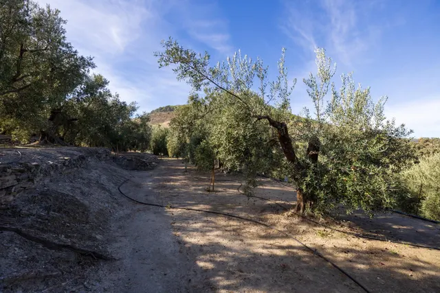 Finca rústica en venta en Pinos del Valle (Valle de Lecrín) — 43