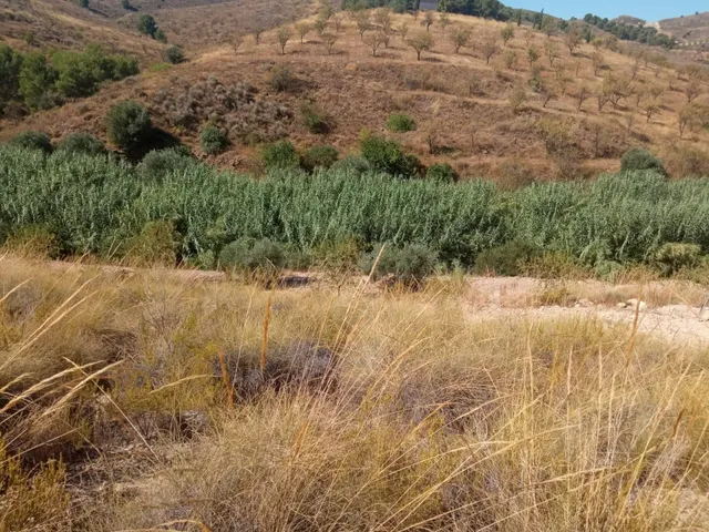 DISFRUTA DEL MONTE CON ALMENDROS, OLIVOS Y FRUTALES - foto 5