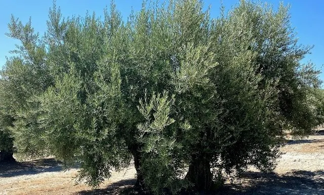 Finca de olivar cerca de Baena — 4