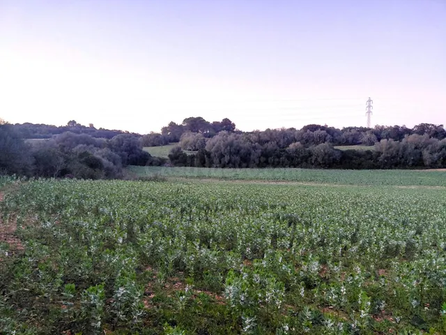 Construye tu casa de campo a 2 km de Manacor – Parcela edifi - foto 3