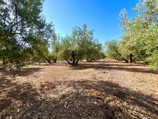 ALBOLOTE - PANTANO CUBILLAS — 43