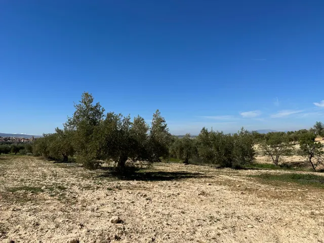 VENTA DE FINCA RUSTICA DE 6,5 HECTAREAS DE ALMENDROS Y ALGUNOS OLIVOS EN DILAR — 31