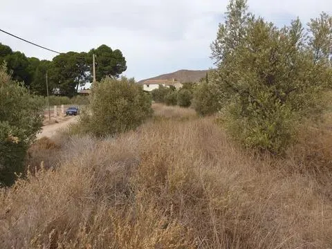 Solar urbano de 503 m2 con 2.510 m2 de olivar en Tobarra — 6