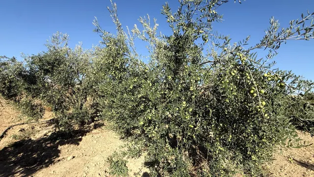 FINCA DE VIÑEDOS Y ÁRBOLES FRUTALES EN LA PALMA DEL CONDADO HUELVA — 27