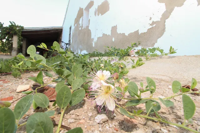 Casa de campo en parque natural, 315 m2 totalmente legalizado — 14