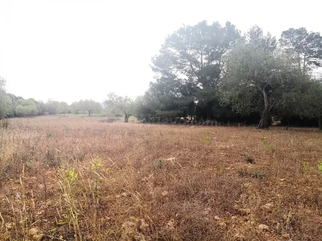 Finca rústica edificable en Cas Concos - foto 4