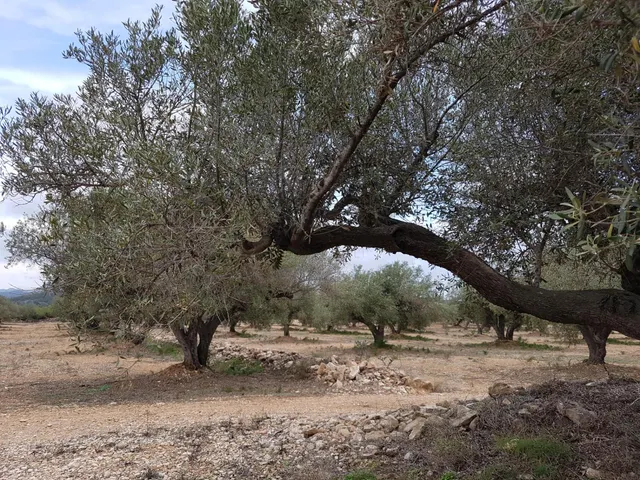 Finca Rústica de 6,5 hectáreas, plana, con casa de campo de 150 M2 — 23