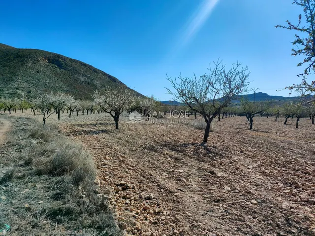 SE VENDE PARCELA CON PRODUCCION DE ALMENDROS AL LADO DEL PUEBLO DE BARBARROJA — 10