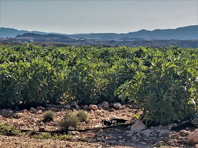 Parcela cultivada en producción - foto 3