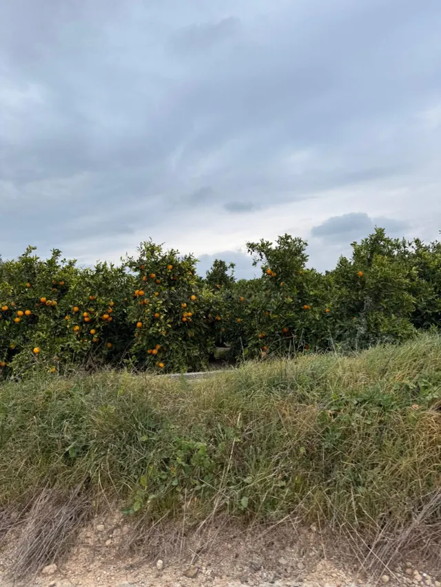 Terrenos en venta en Estivella, tierras cálidas con muchas p - foto 3